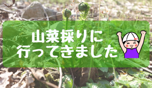 【離島移住】佐渡島で山菜採りに行ってきました！②