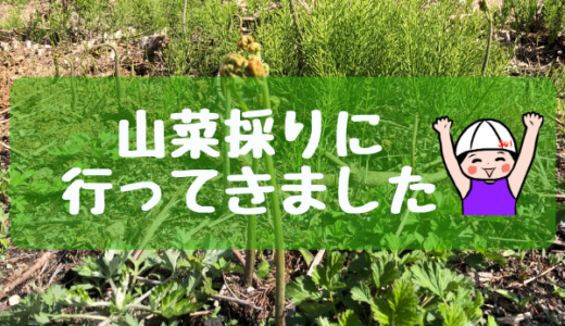 【佐渡の食材】佐渡島で山菜採りに行ってきました！①